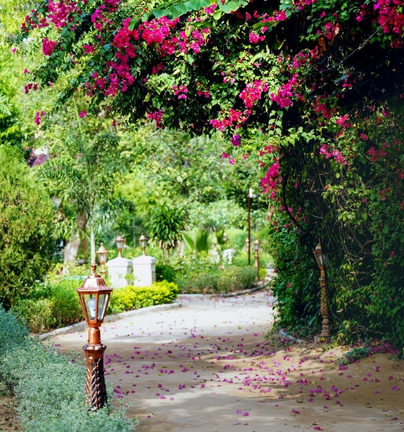 Pathway in trees